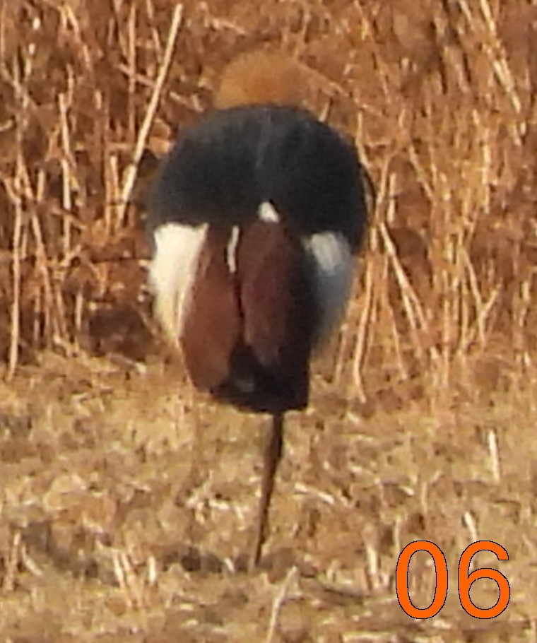 Gray Crowned-Crane - ML621757516