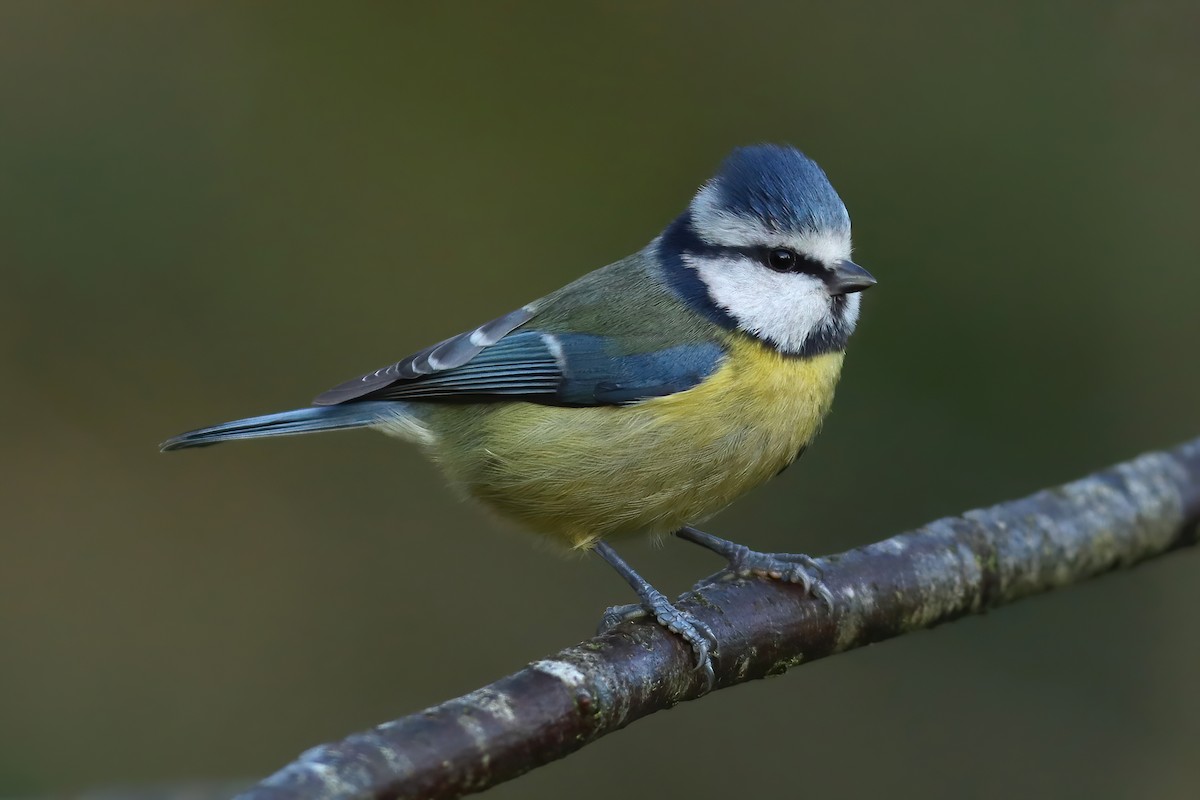 Eurasian Blue Tit - Henry Wyn-Jones