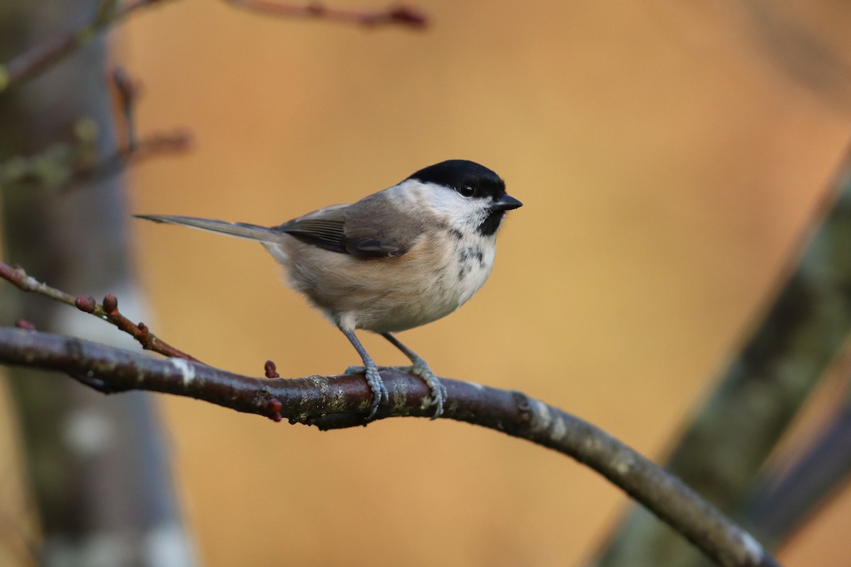 Marsh Tit - ML621757543