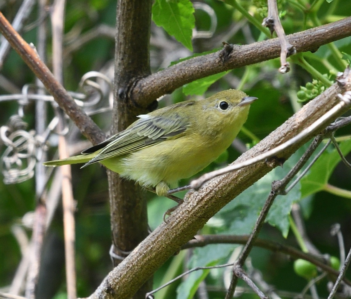 Yellow Warbler (Northern) - ML621757564