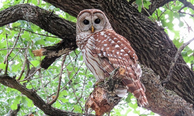 Systematics - Barred Owl - Strix varia - Birds of the World