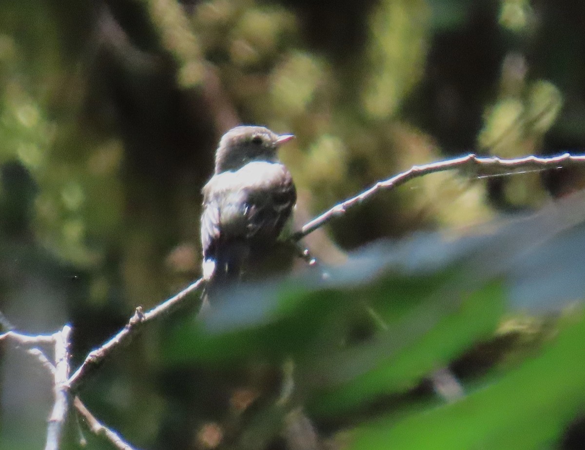 Hammond's Flycatcher - ML621757929