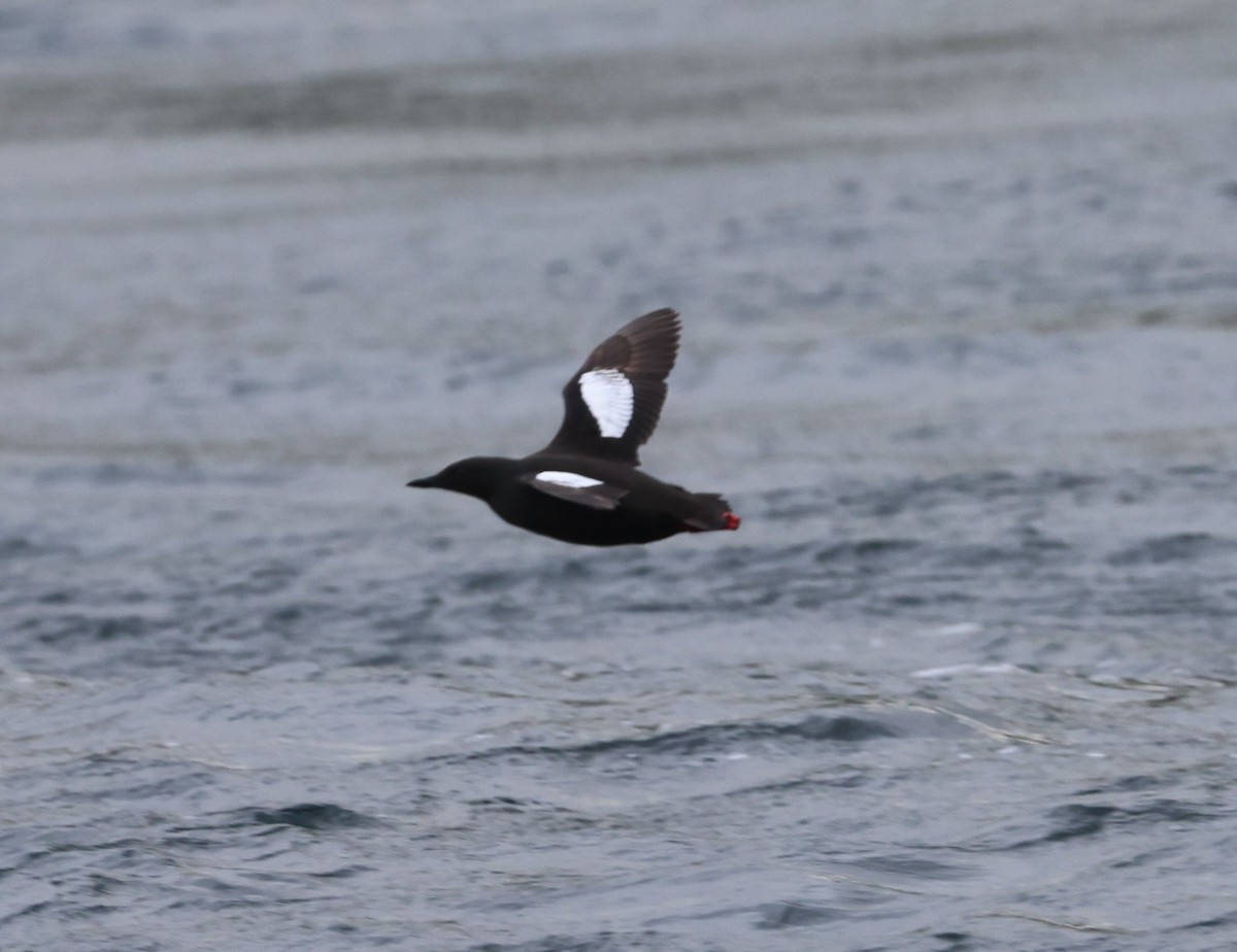 Black Guillemot - ML621758008