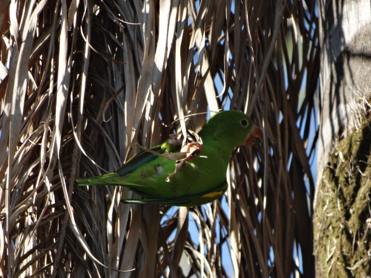 Yellow-chevroned Parakeet - ML621758059