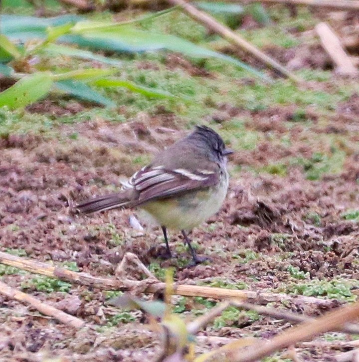 White-crested Tyrannulet - ML621758060