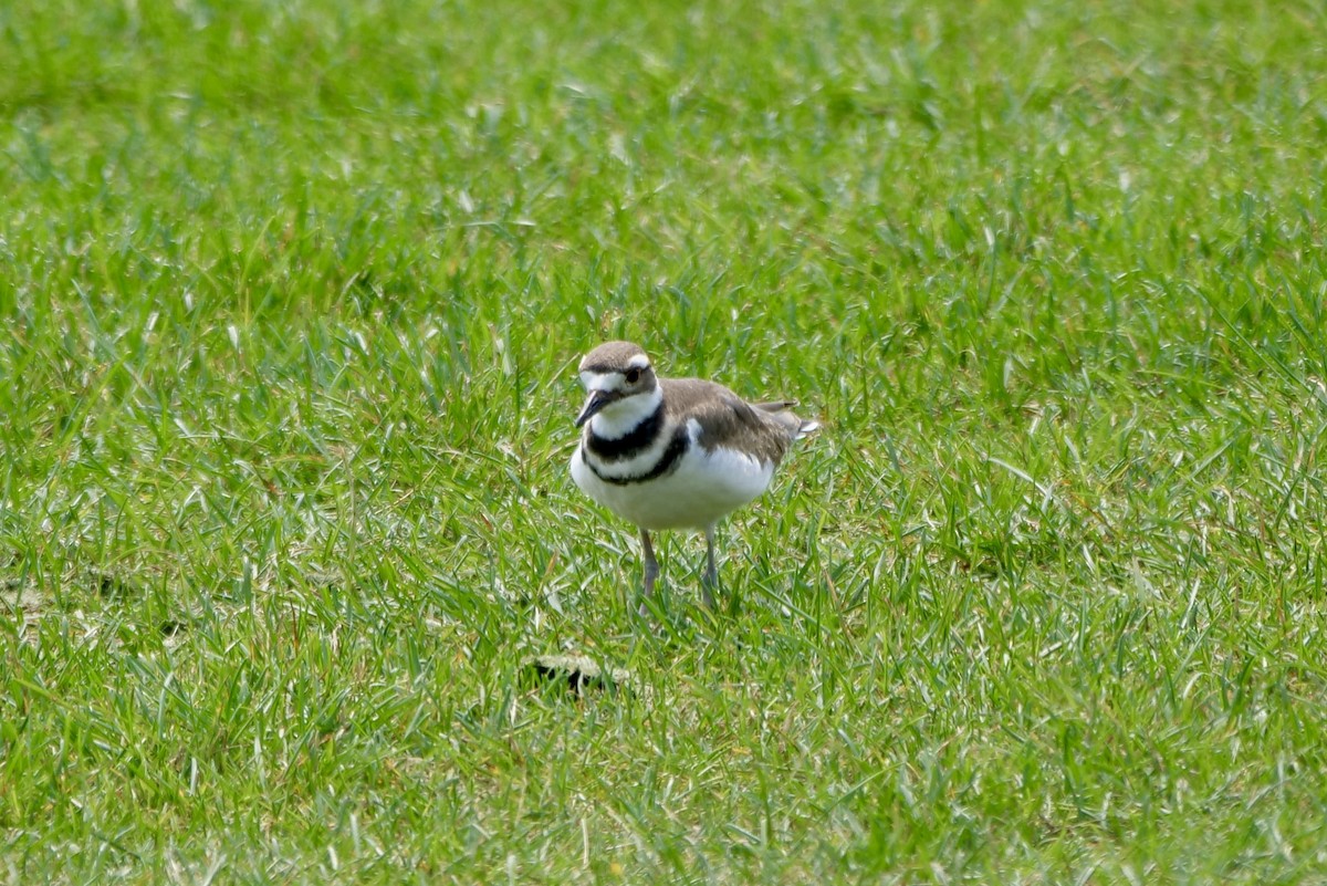 Killdeer - ML621758063