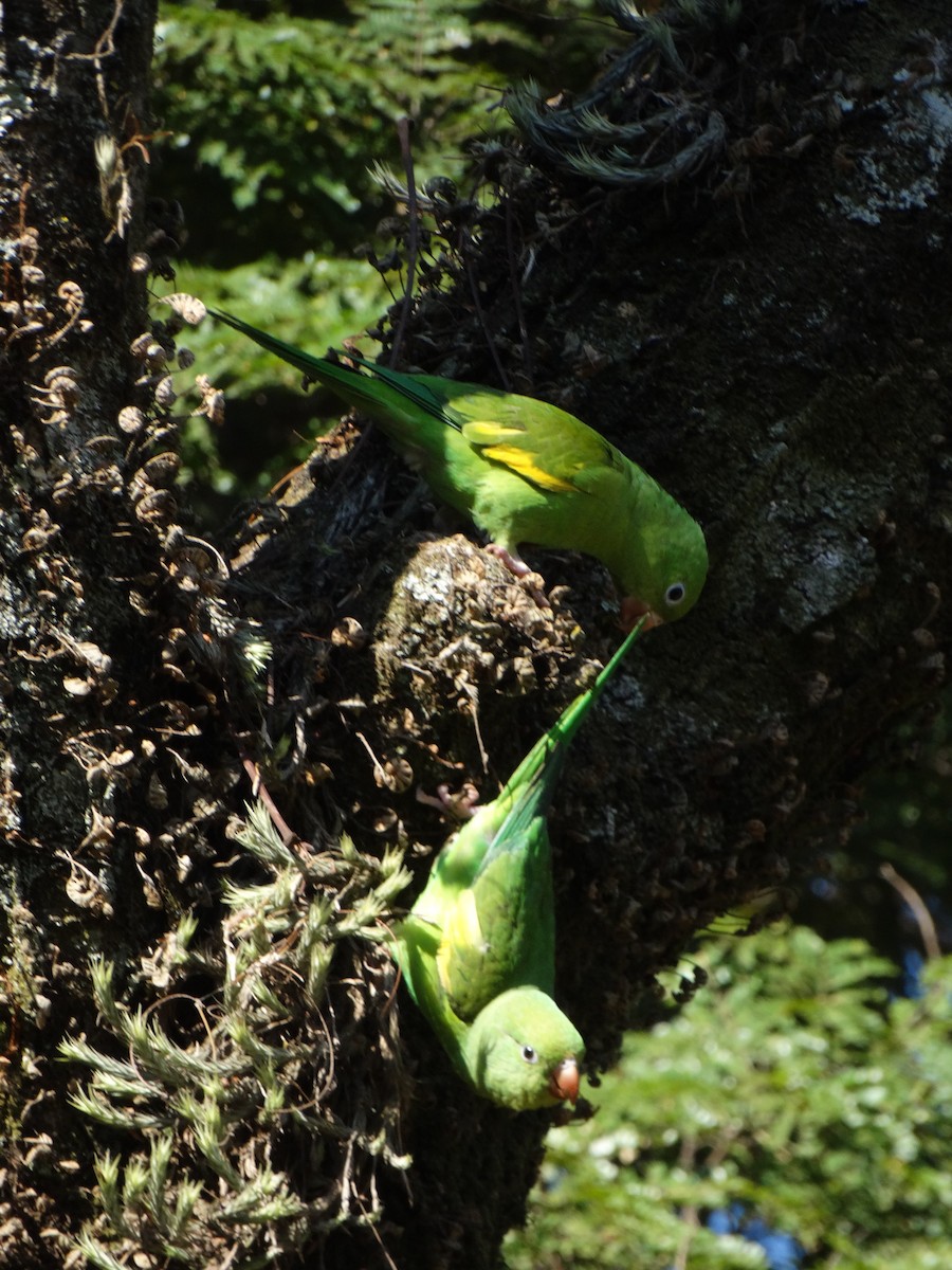 Yellow-chevroned Parakeet - ML621758076