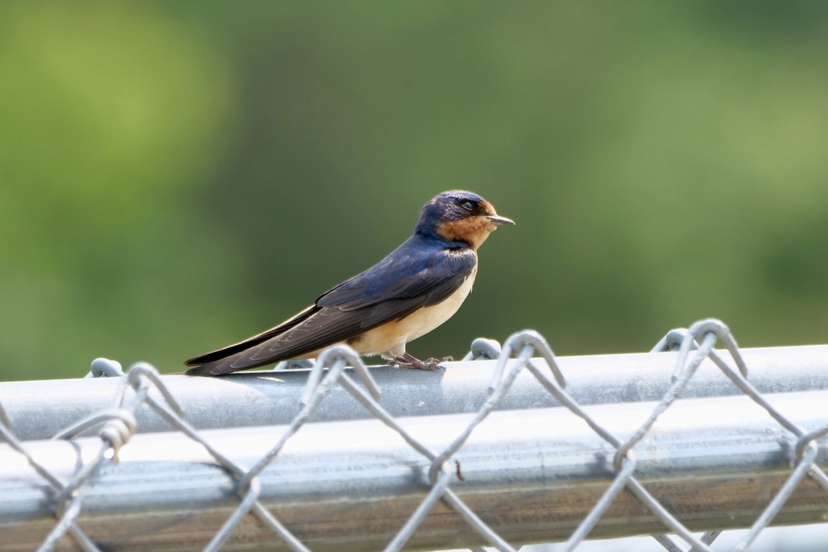 Barn Swallow - Bruce & Lori Whitehouse