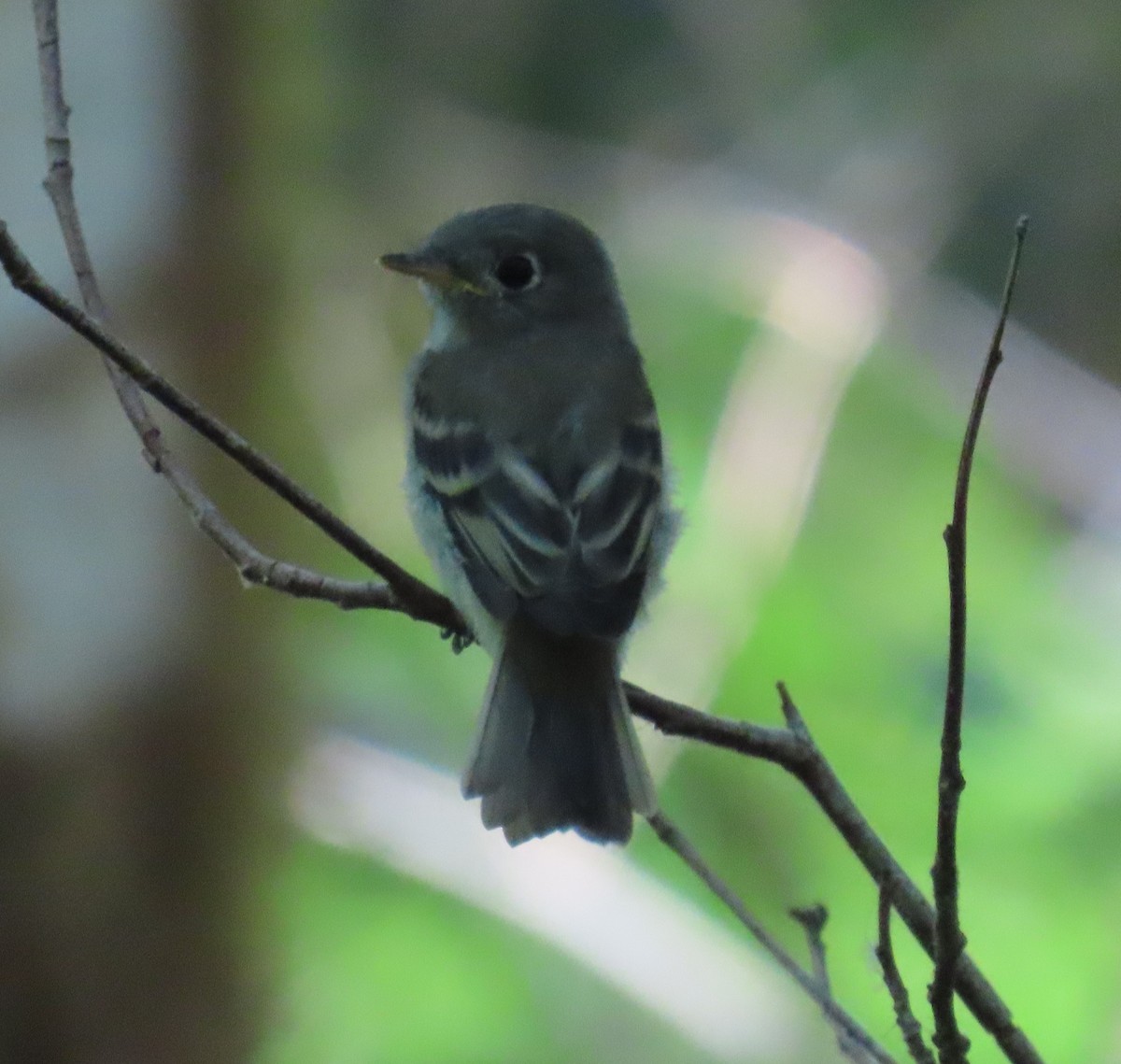 Western Flycatcher - ML621758087