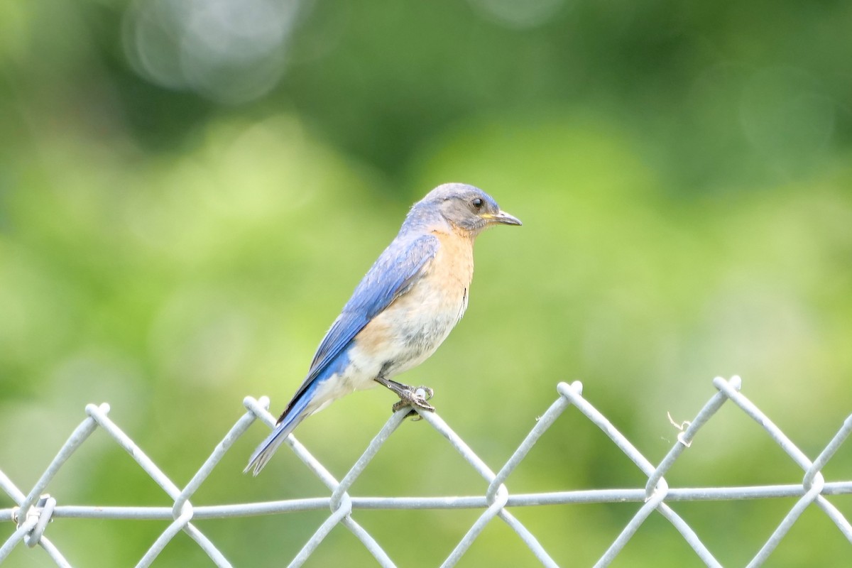 Eastern Bluebird - ML621758104