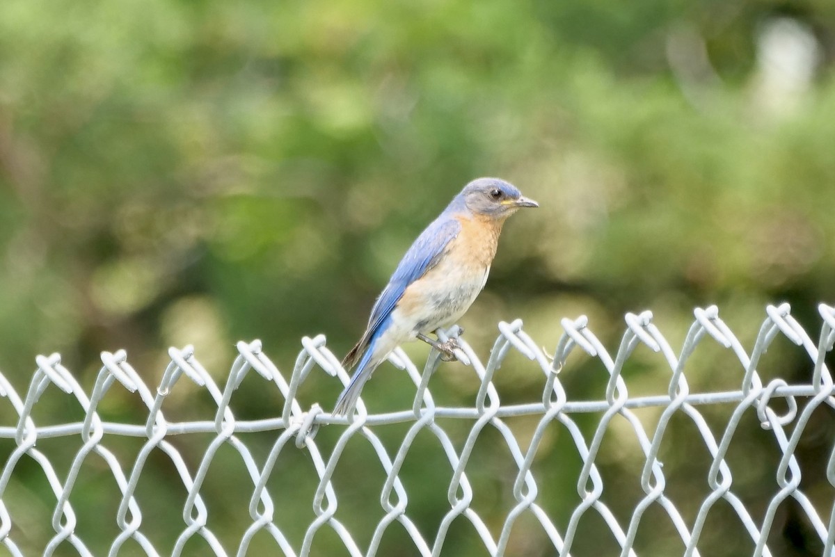 Eastern Bluebird - ML621758105