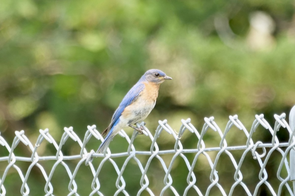 Eastern Bluebird - ML621758106