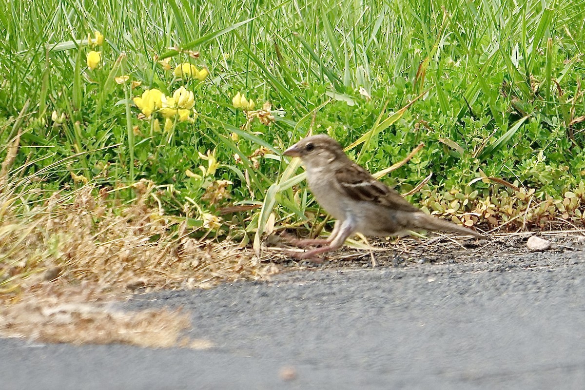 House Sparrow - Bruce & Lori Whitehouse