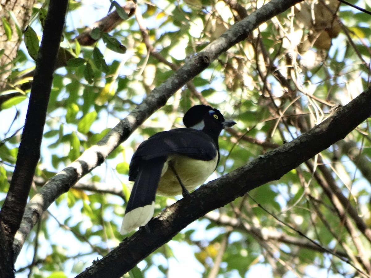 Plush-crested Jay - ML621758135