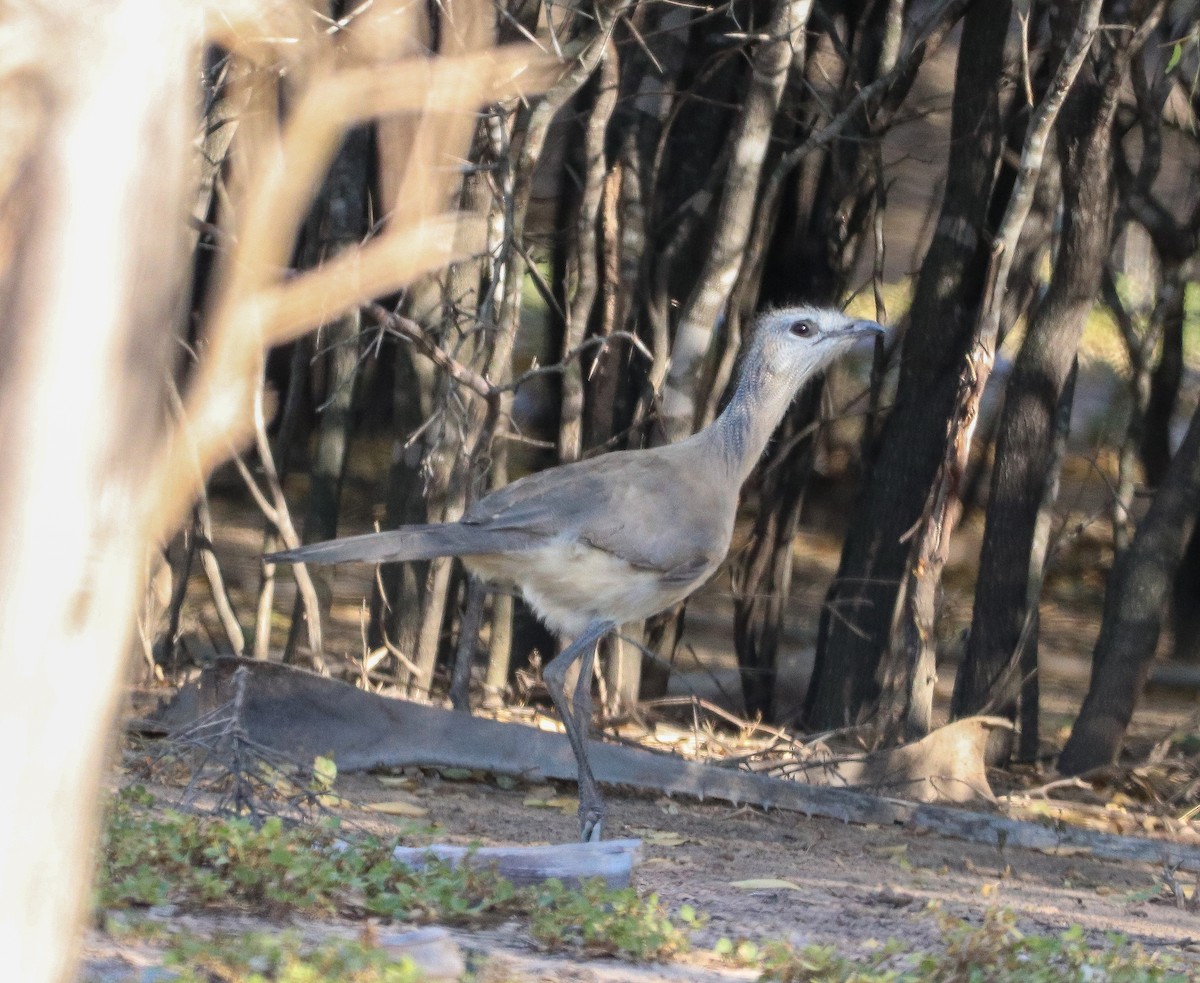 Black-legged Seriema - ML621758142