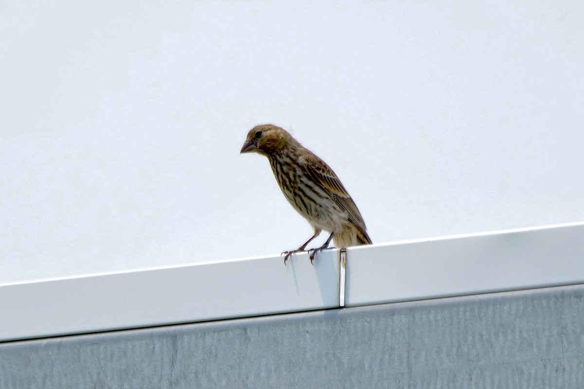 House Finch - ML621758143