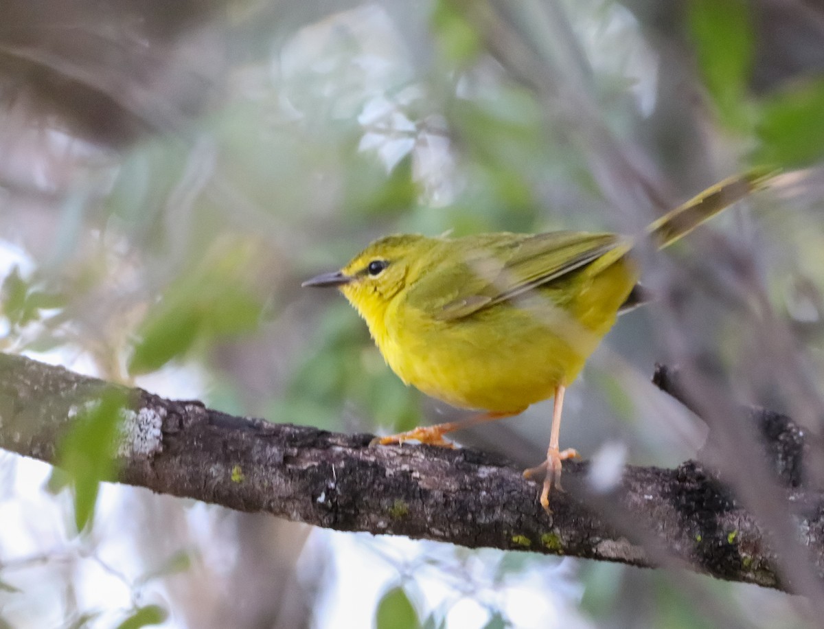 Flavescent Warbler - ML621758153