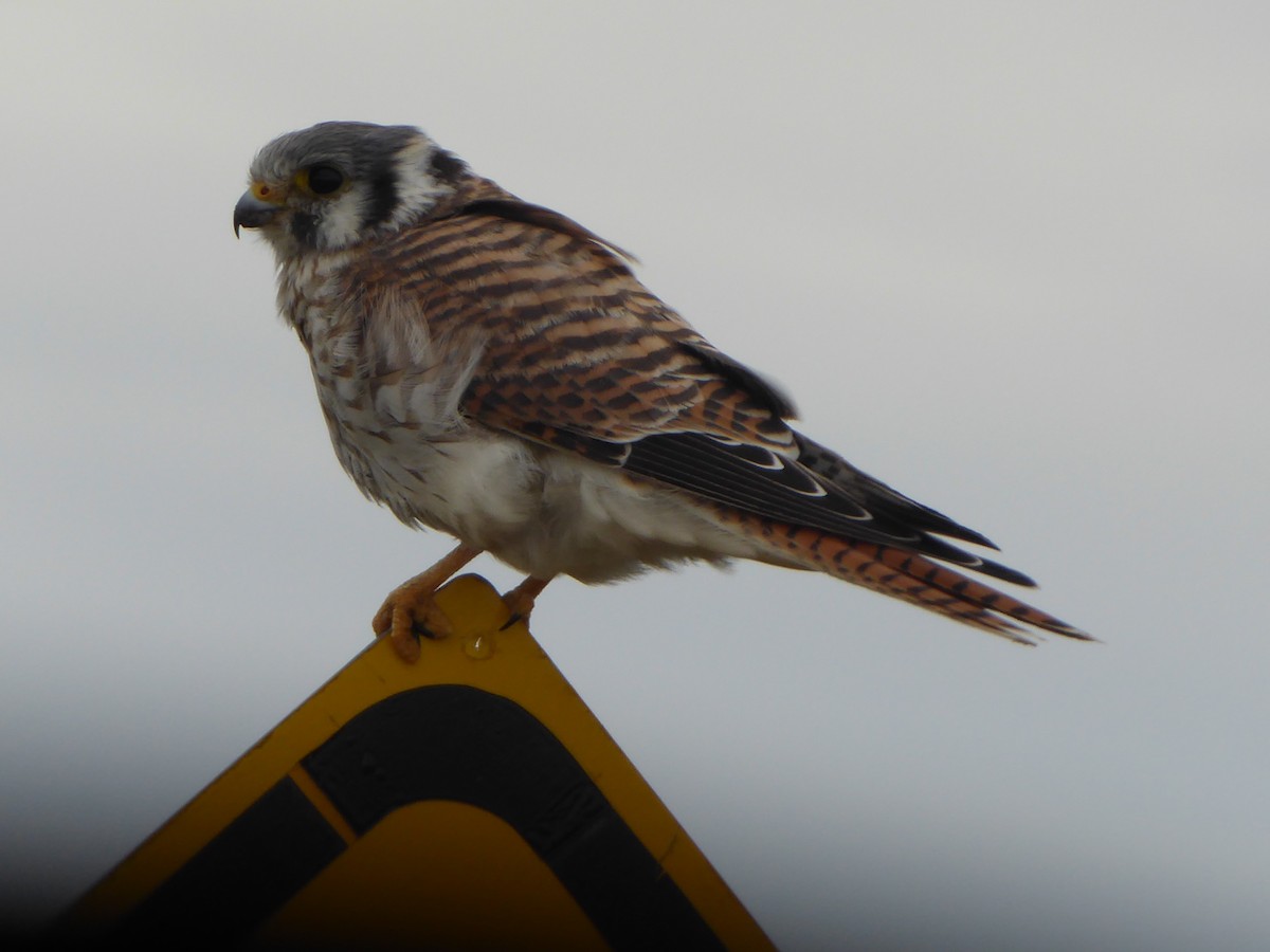 American Kestrel (South American) - ML621758173