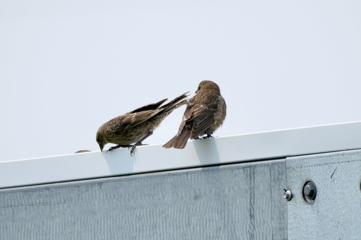 Brown-headed Cowbird - ML621758215