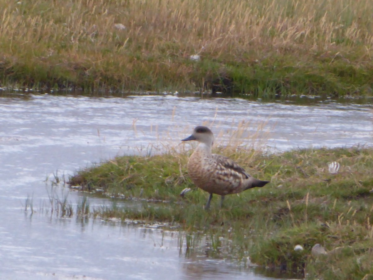 Crested Duck - ML621758226