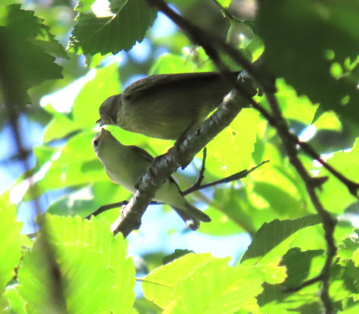 Brown-headed Cowbird - ML621758250