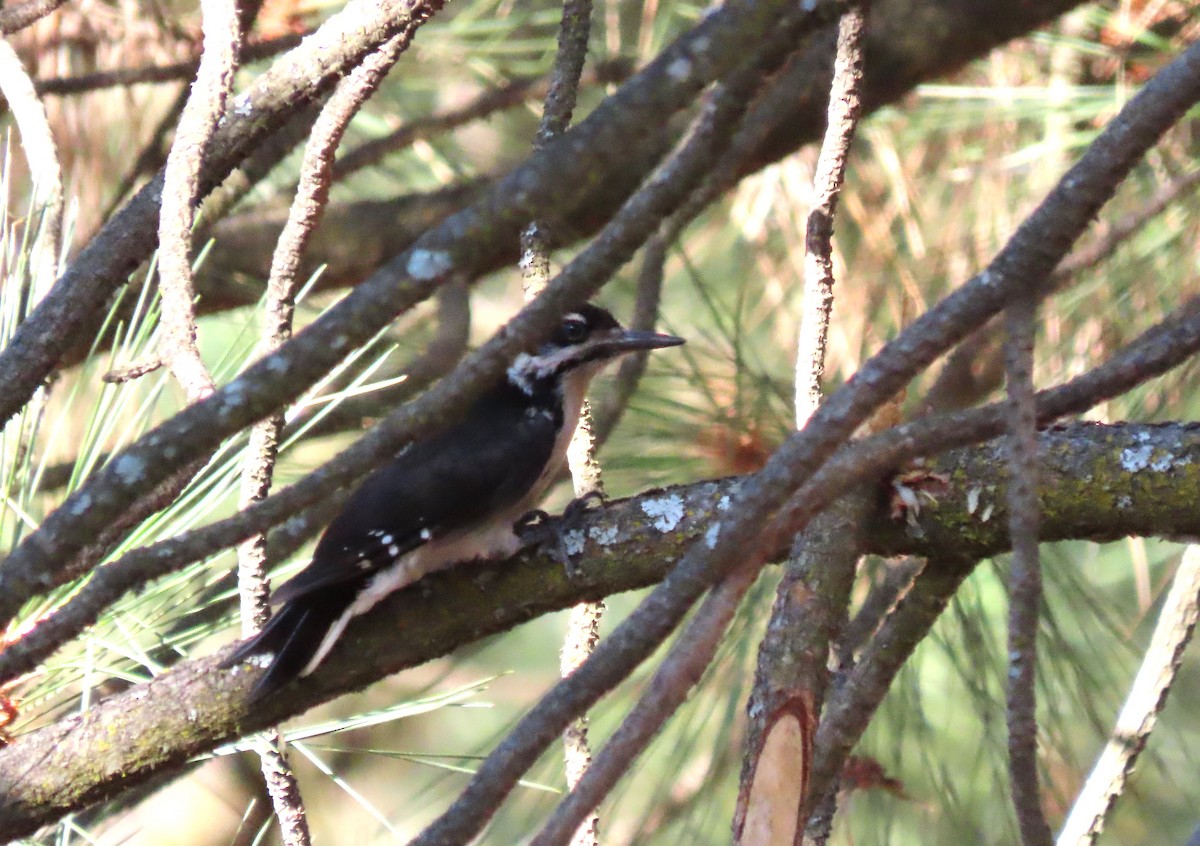 Hairy Woodpecker (Pacific) - ML621758316