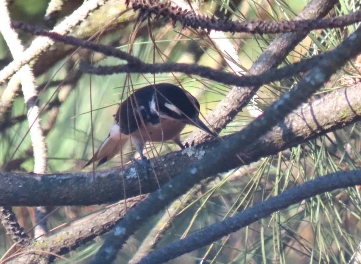 Hairy Woodpecker (Pacific) - ML621758319