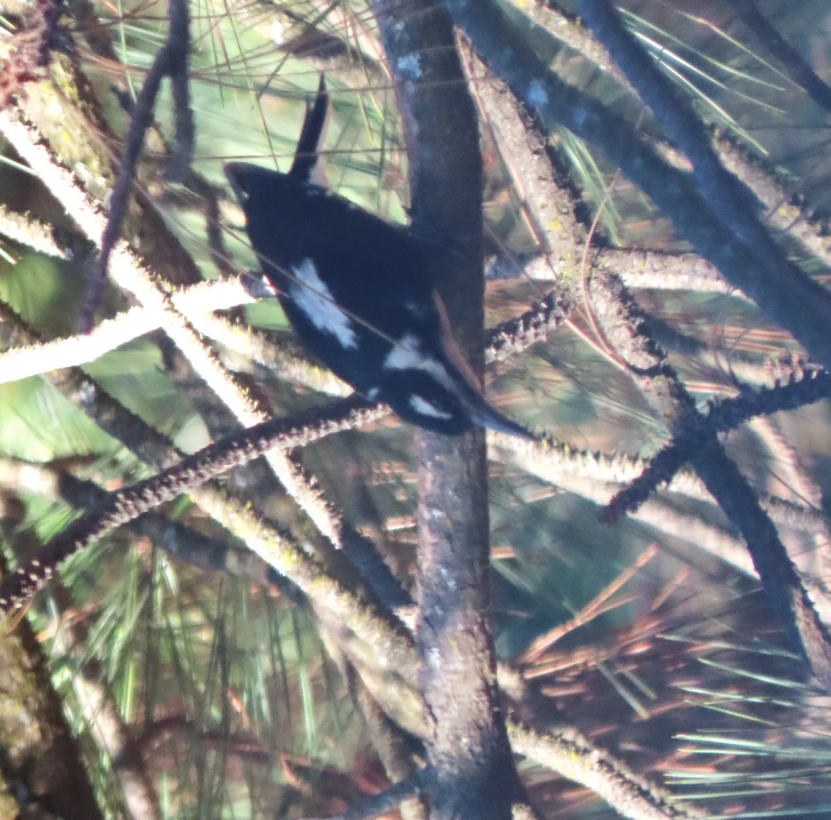 Hairy Woodpecker (Pacific) - ML621758327