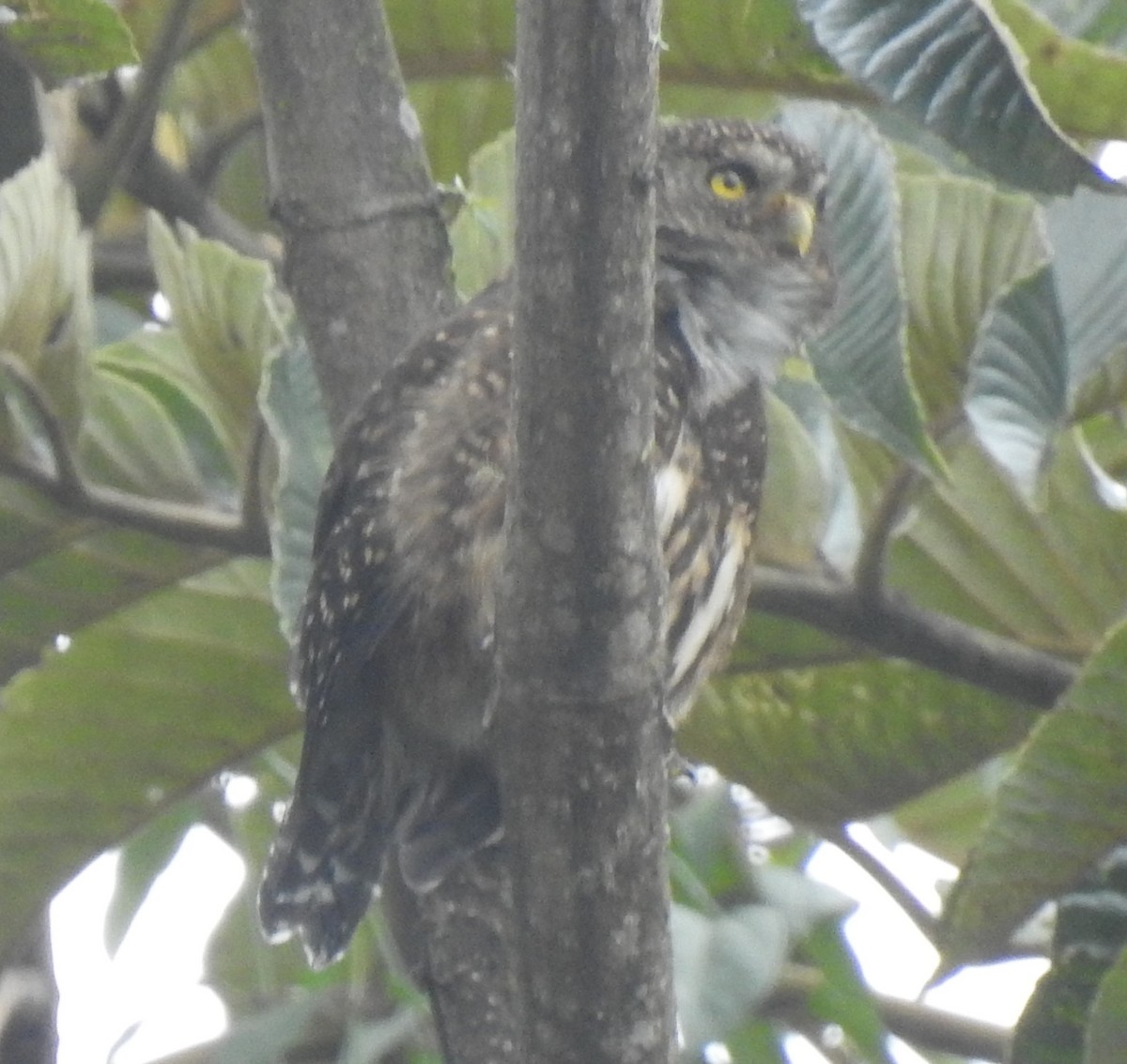 Yungas Pygmy-Owl - ML621758349