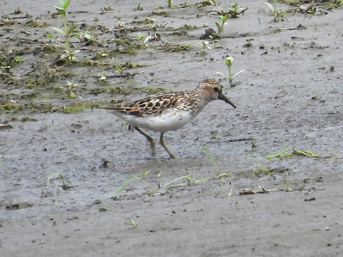 Least Sandpiper - ML621758365