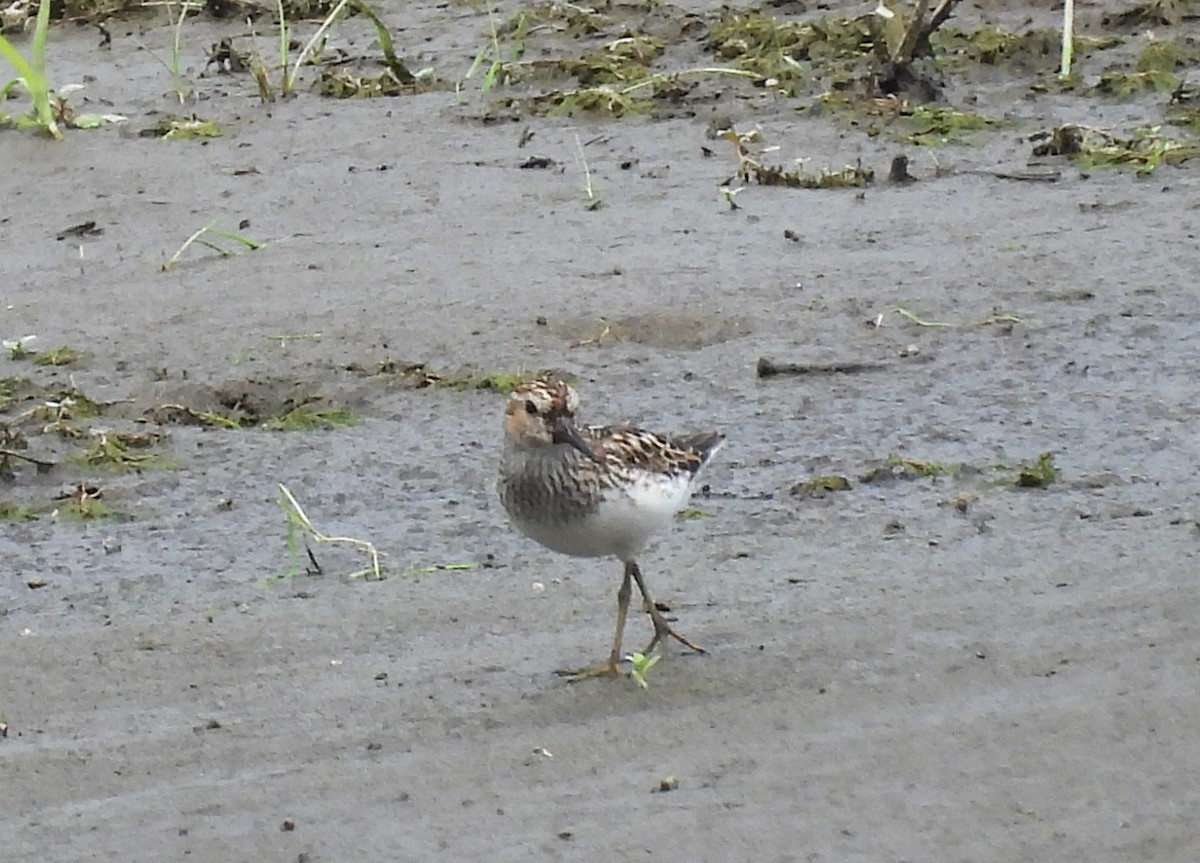 Least Sandpiper - ML621758366