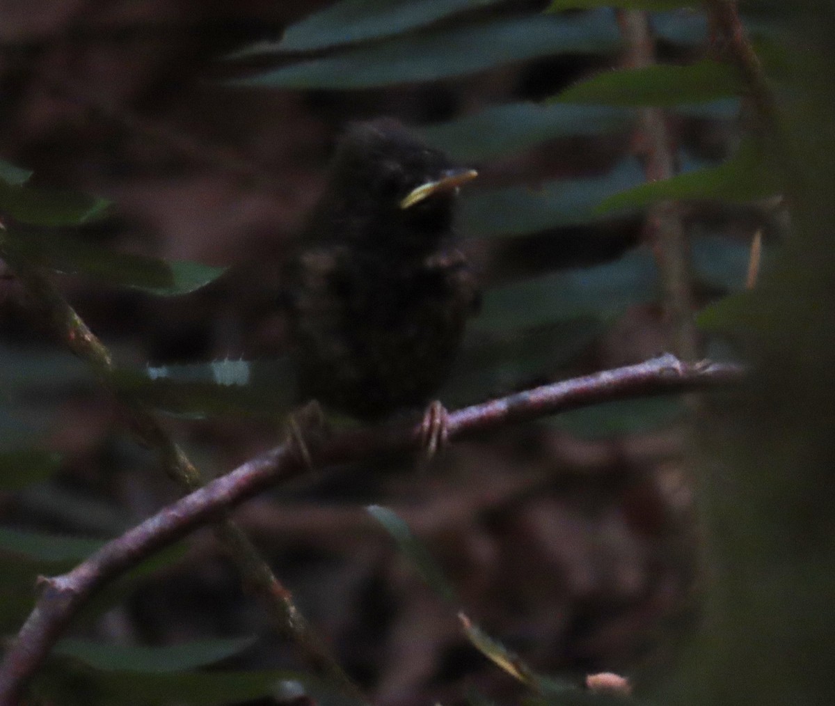 Pacific Wren - ML621758368