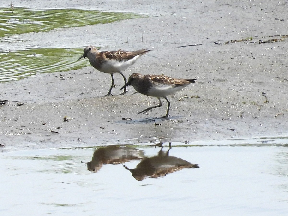 Least Sandpiper - ML621758392