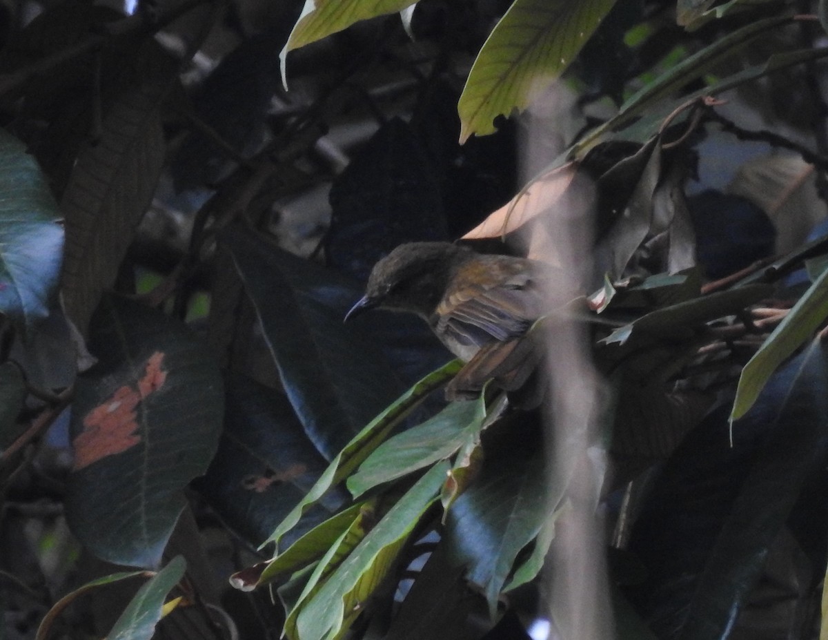 Slender-billed Greenbul - ML621758463