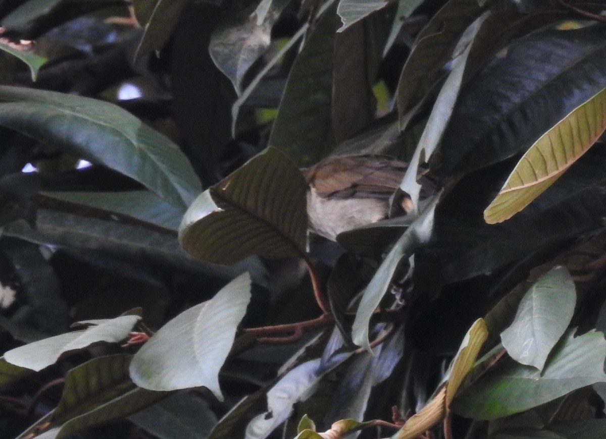 Slender-billed Greenbul - ML621758464