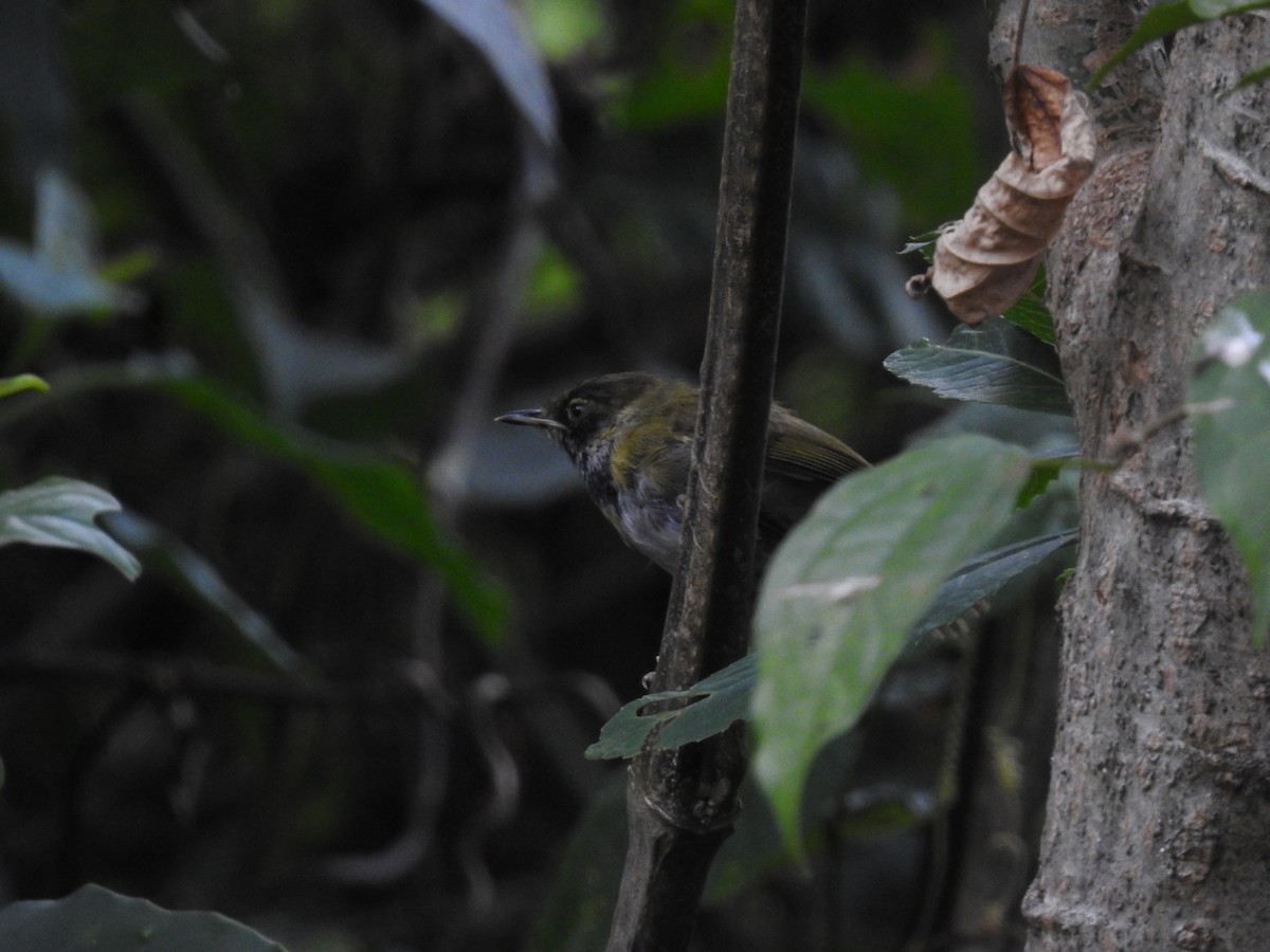 Black-faced Apalis - ML621758488