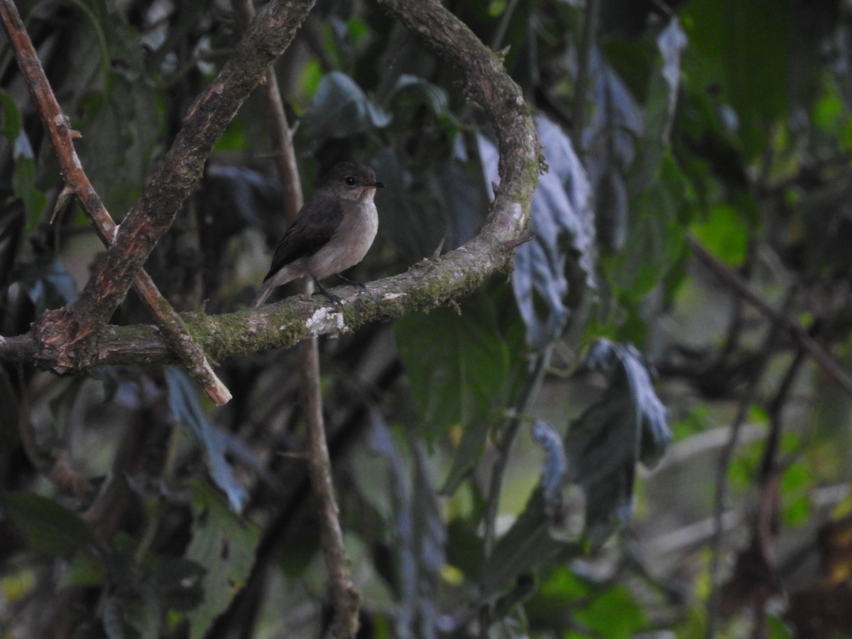 African Dusky Flycatcher - ML621758514