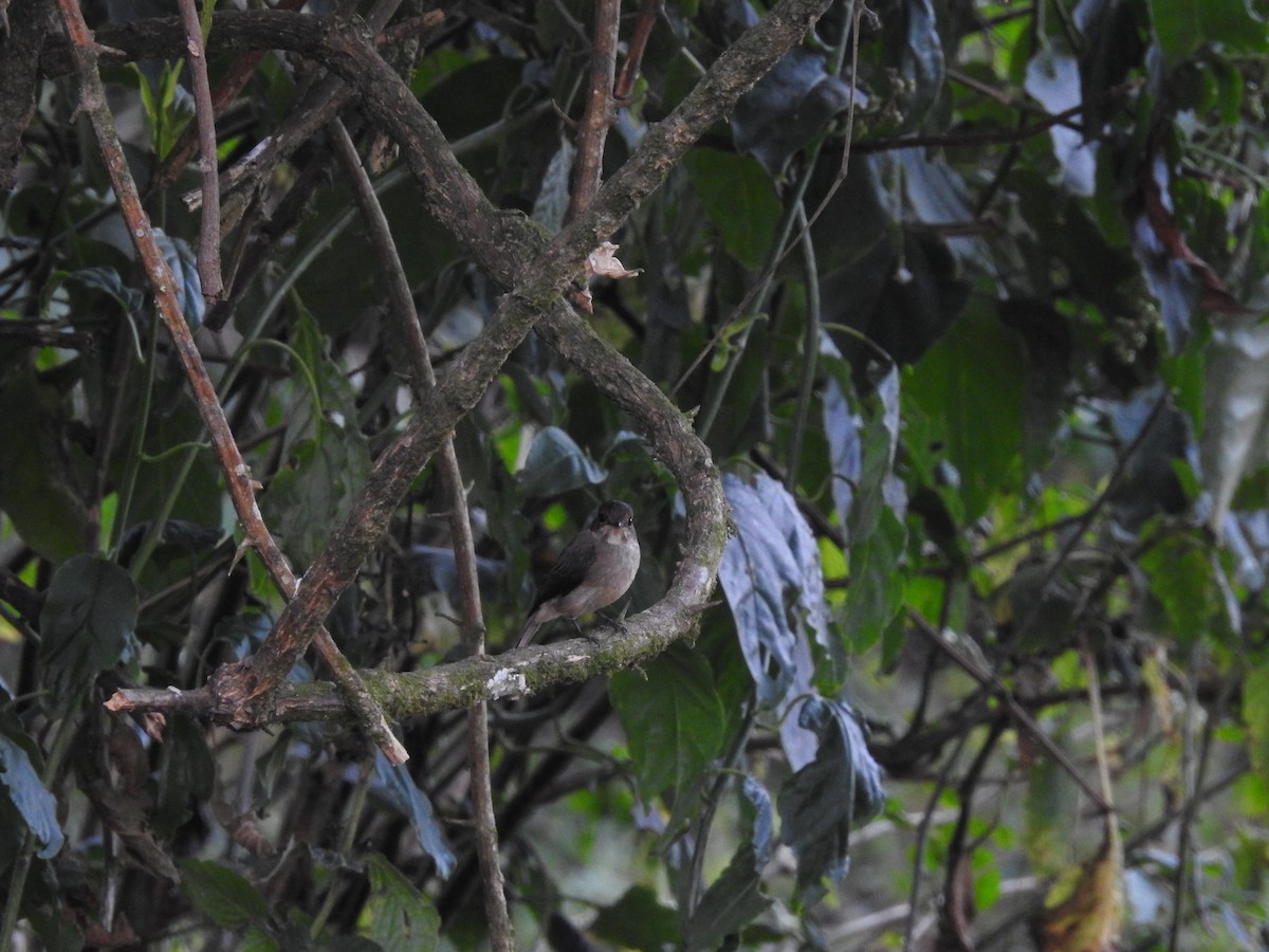 African Dusky Flycatcher - ML621758515