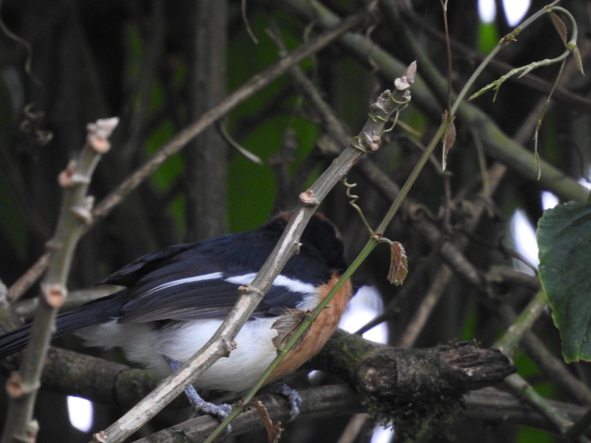 Lühder's Bushshrike - ML621758540