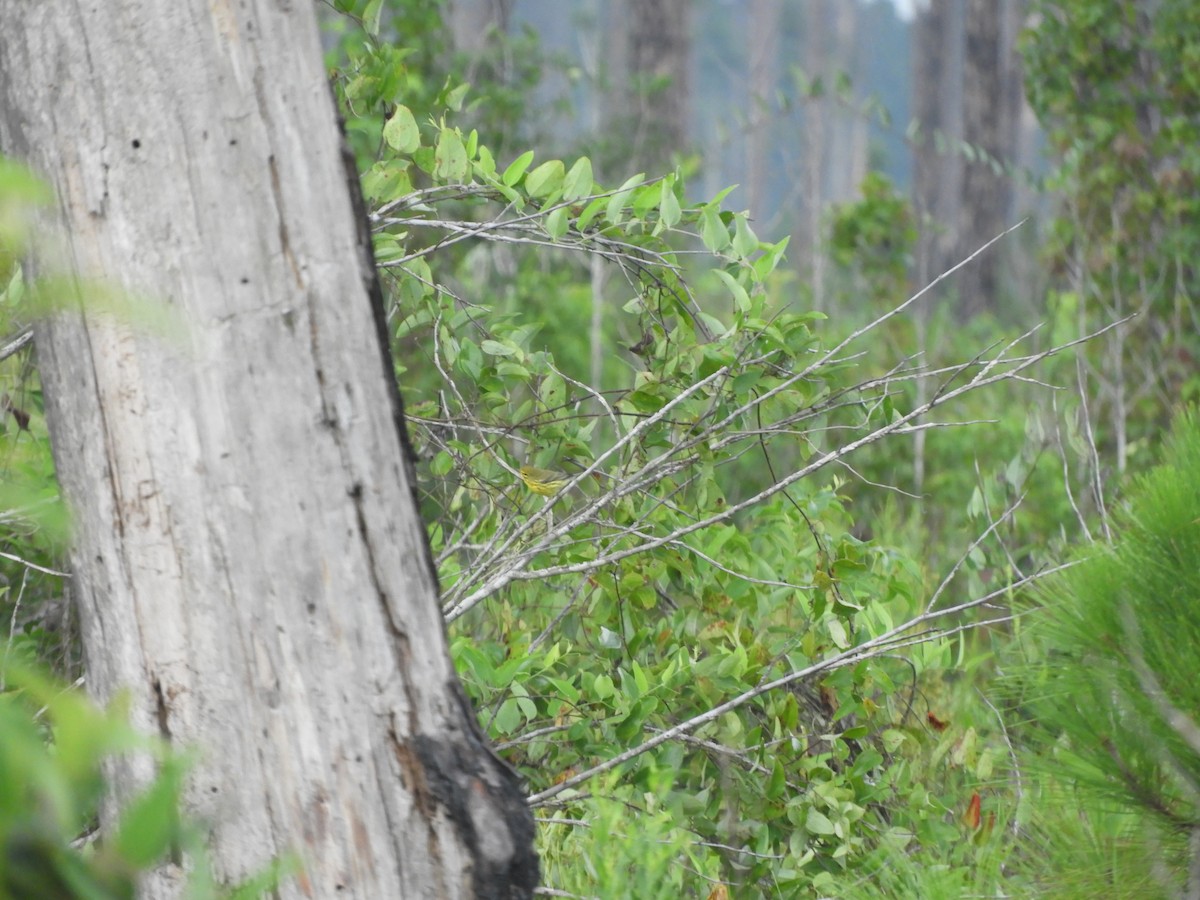 Prairie Warbler - bill finney