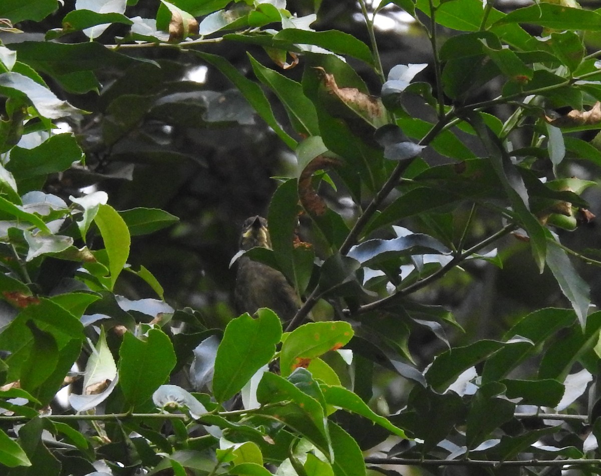 Yellow-whiskered Greenbul - ML621758622