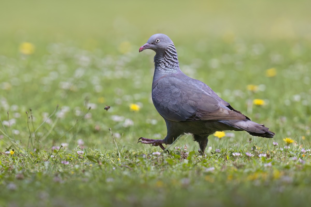 Trocaz Pigeon - ML621758723