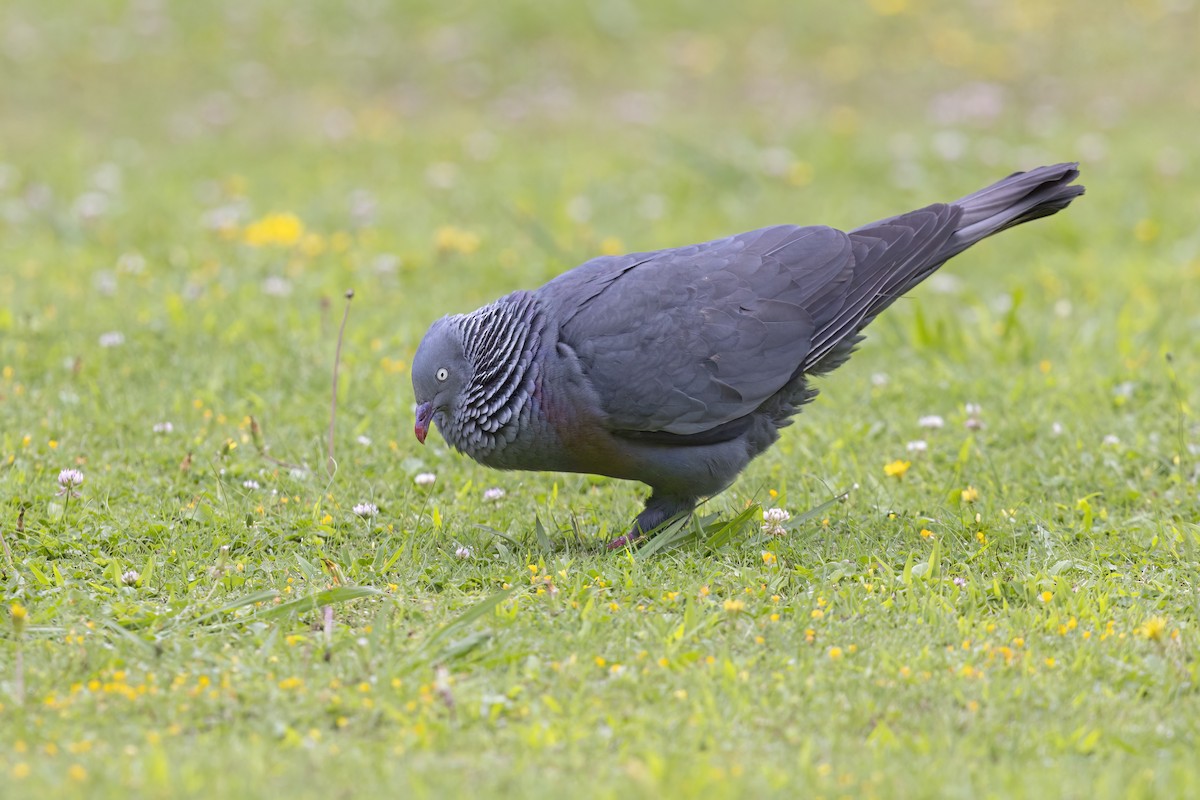 Trocaz Pigeon - ML621758727