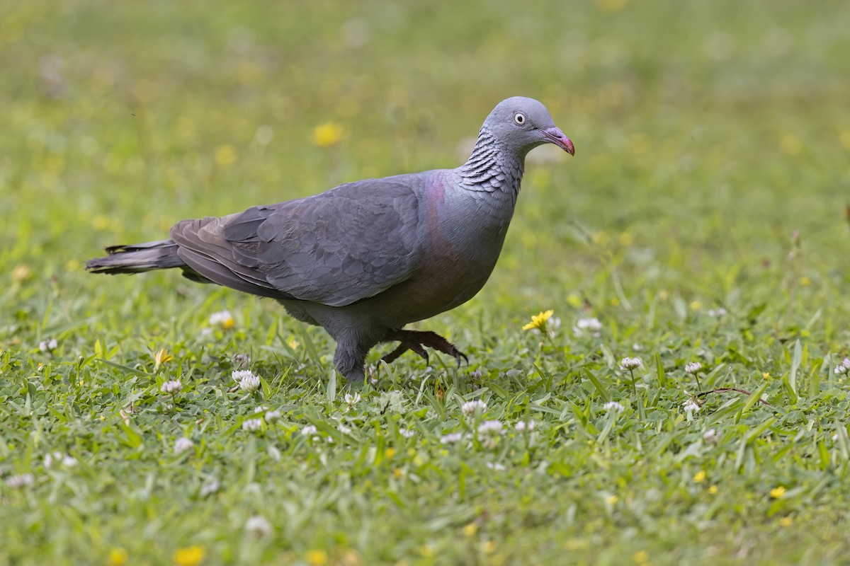 Trocaz Pigeon - ML621758729