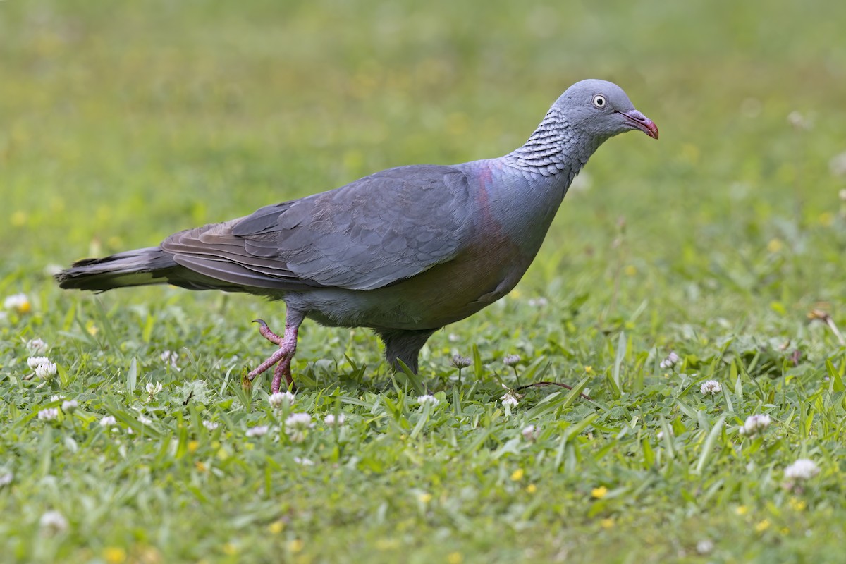 Trocaz Pigeon - ML621758731