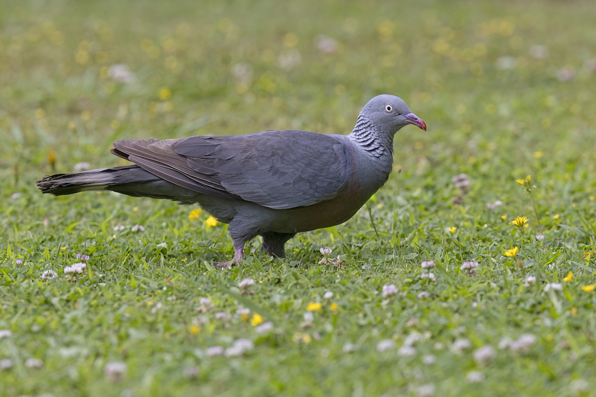 Trocaz Pigeon - ML621758733