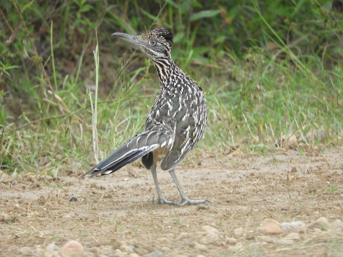 Greater Roadrunner - bill finney