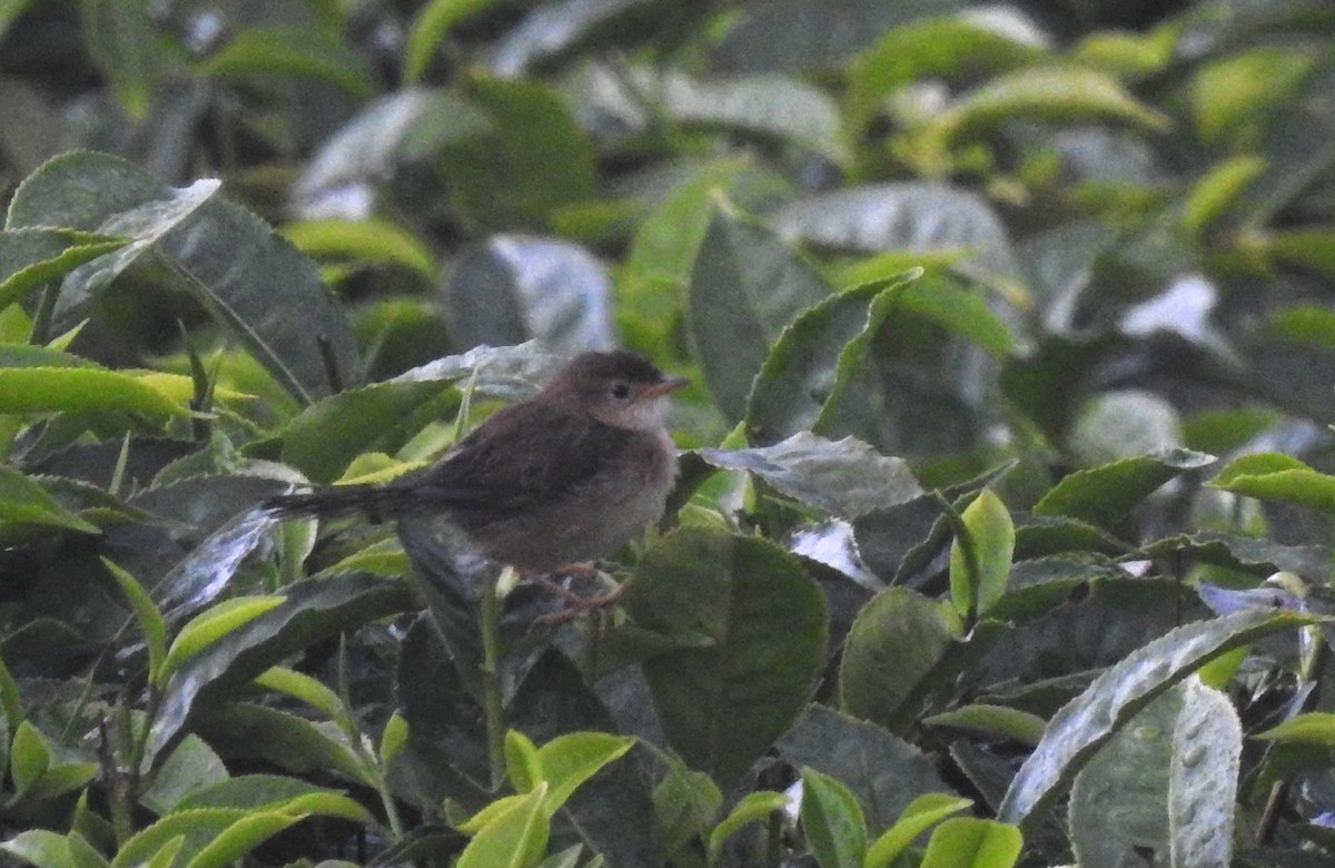 Siffling Cisticola - ML621758805