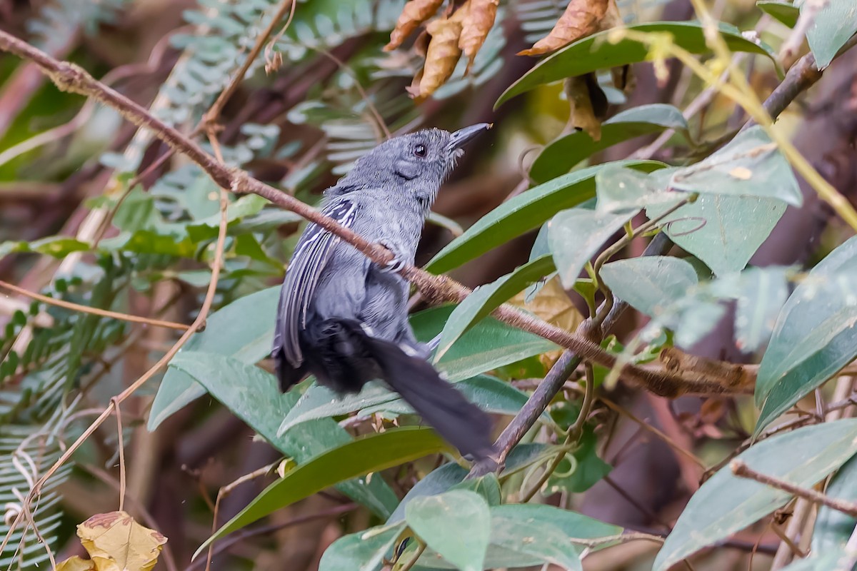 Rio de Janeiro Antbird - ML621758861