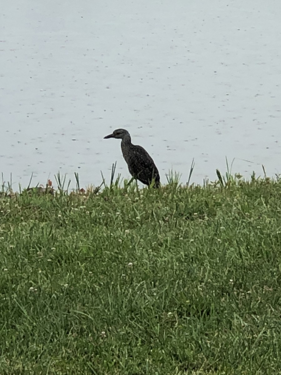 Yellow-crowned Night Heron - ML621758882